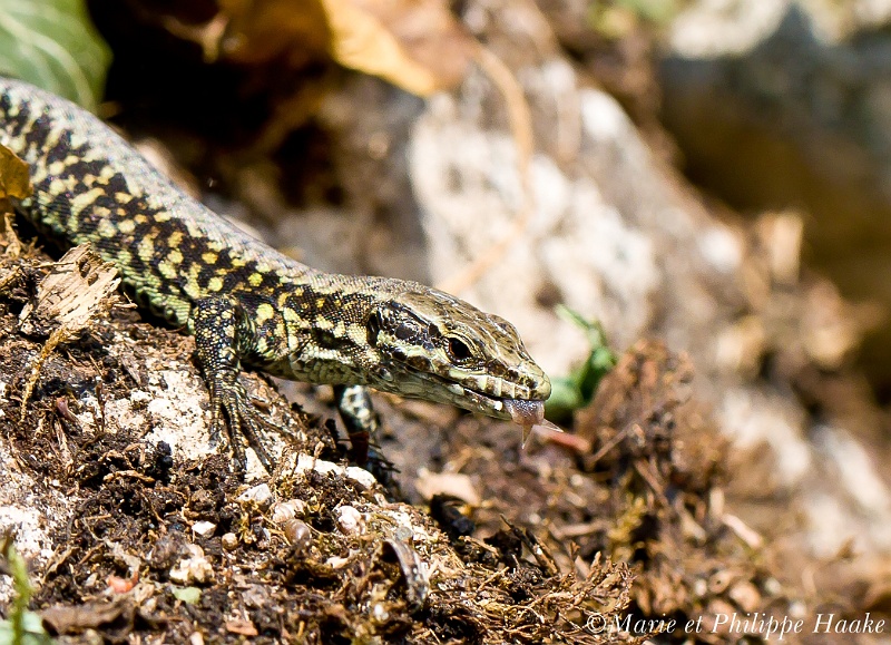 Lezard 2992_wm.jpg - Lézard des murailles: langue fourchue! (Ermitage, Genève, Suisse, juillet 2010)